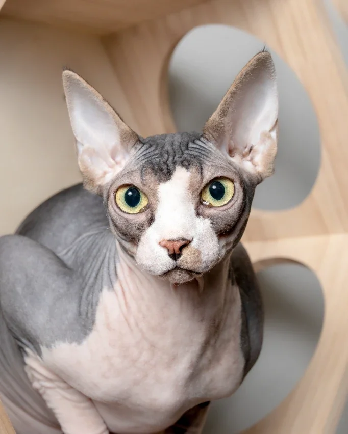 black and white patched sphynx looking at camera