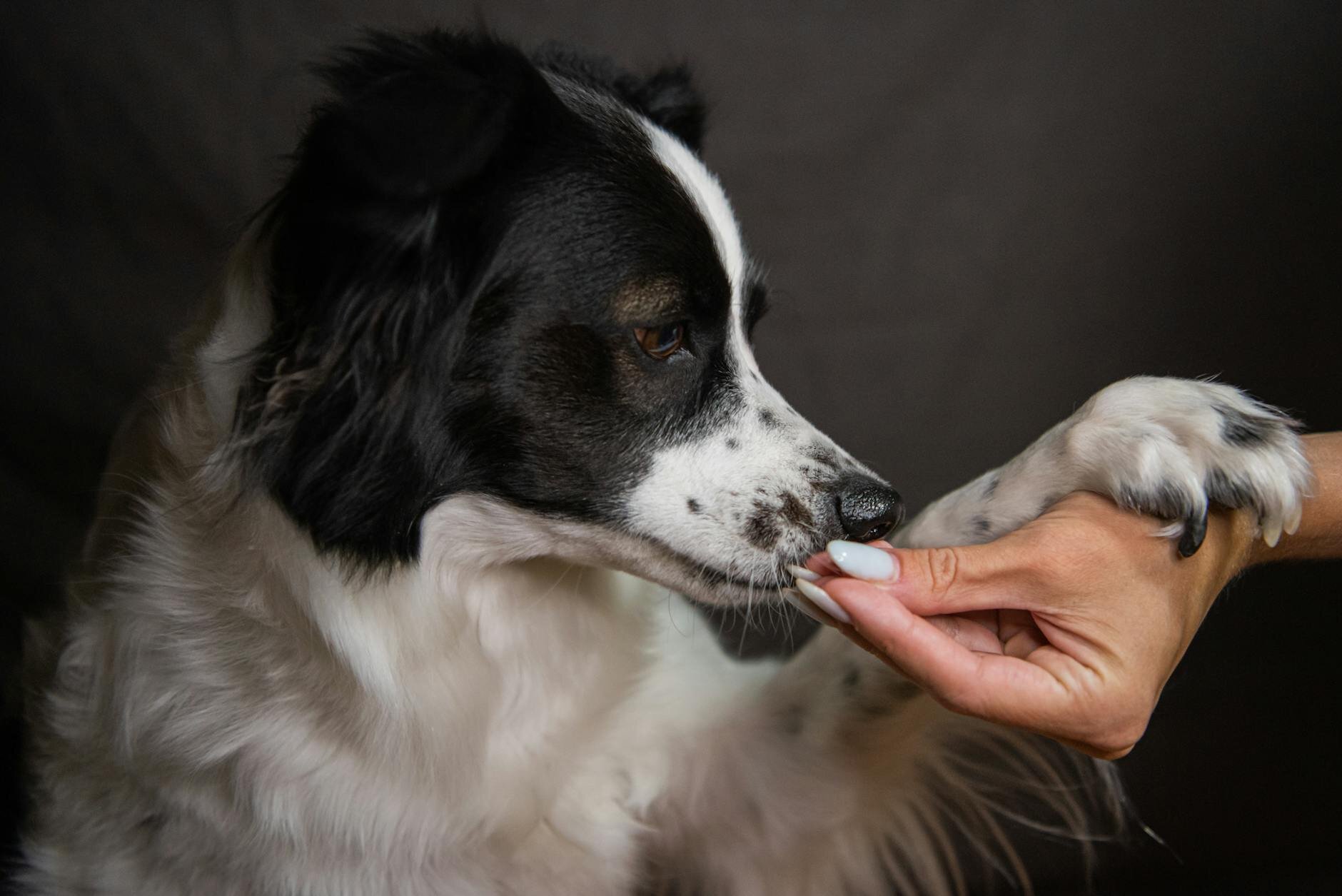 human holding a dog's paw in her hand