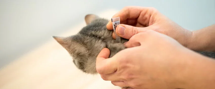parasite preventative being applied to cat's neck