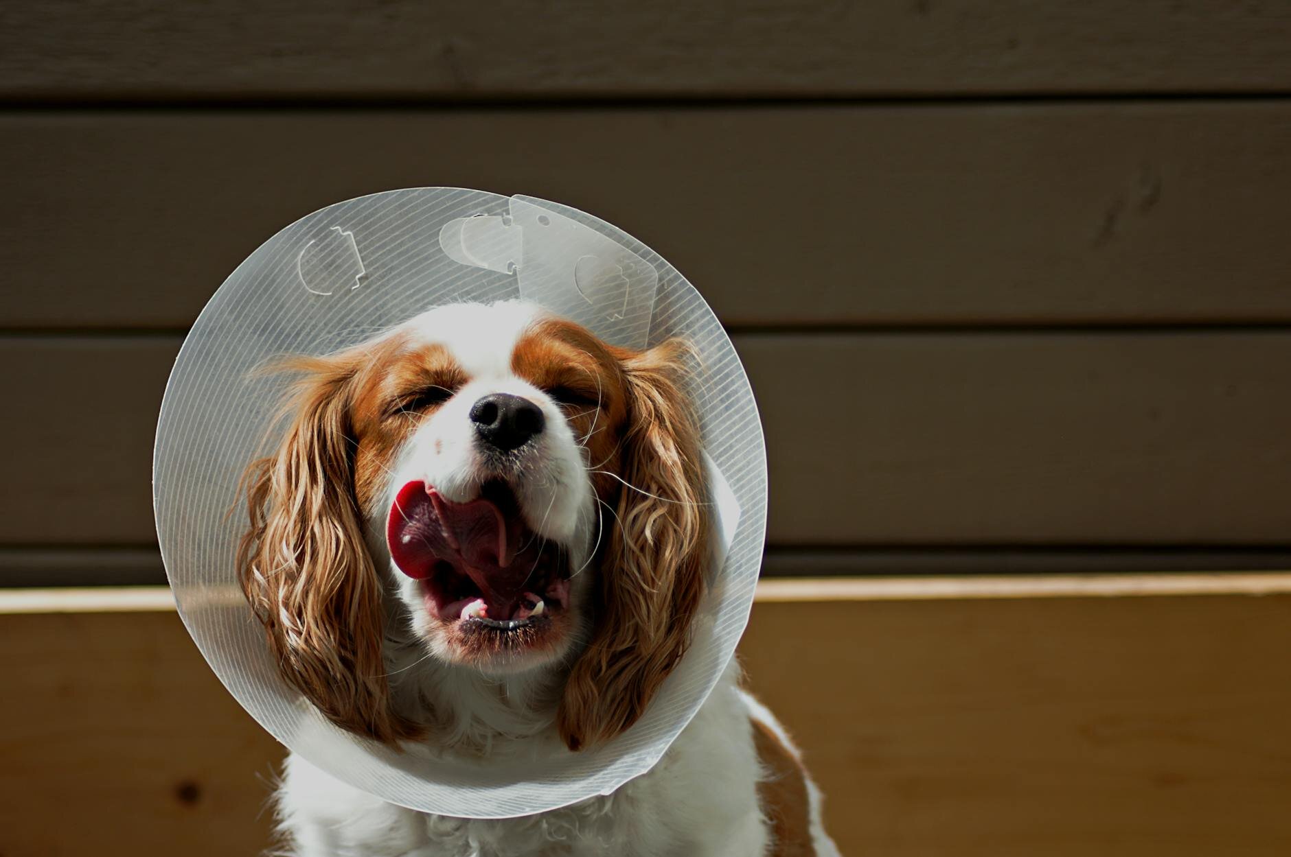 Cavalier dog wearing elizabethan collar