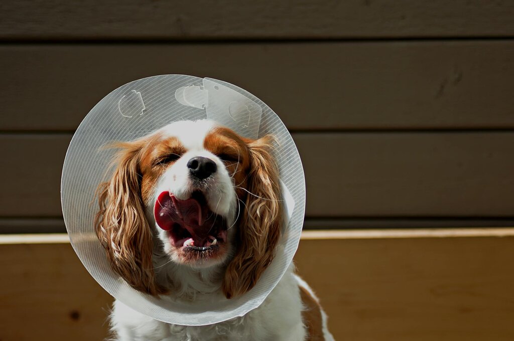 Cavalier dog wearing elizabethan collar