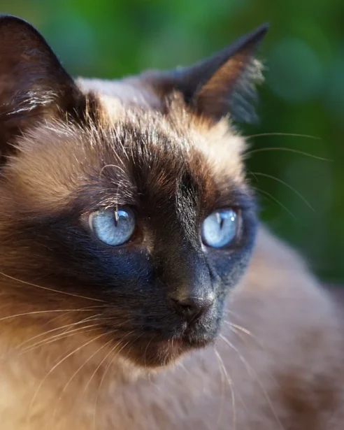 siamese cat close up