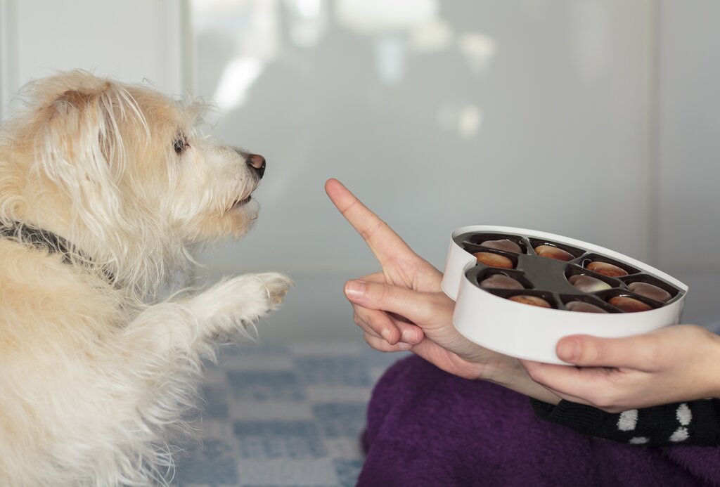 person waving finger at dog who is looking at box of chocolates