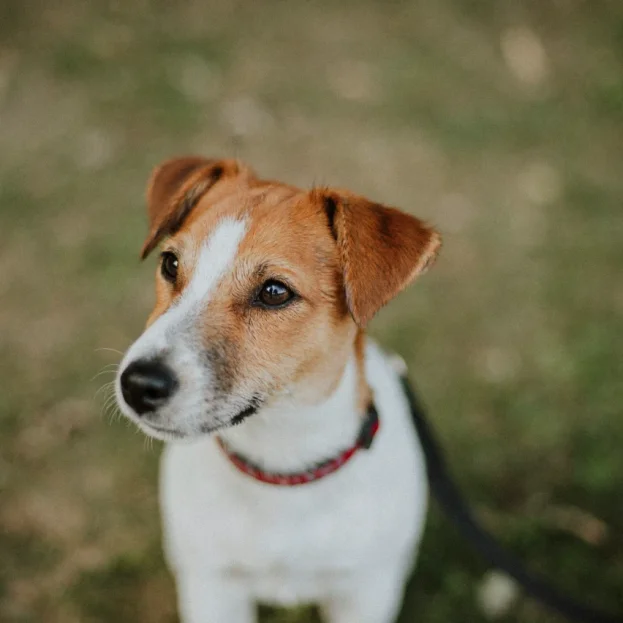 close up of jack russell terrier looking up