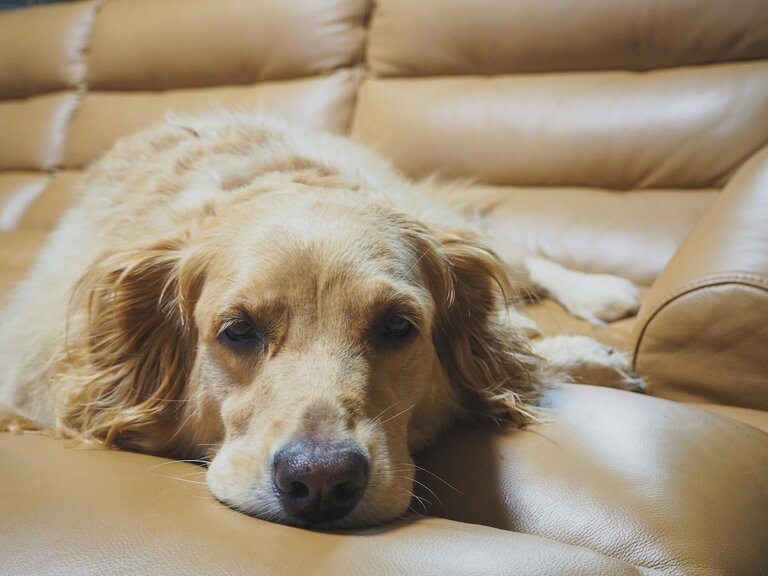 golden retriever lying on leather sofa