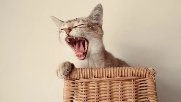 burmilla yawning widely while sitting in basket