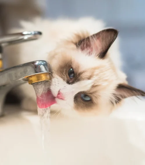 ragdoll drinking water from a tap