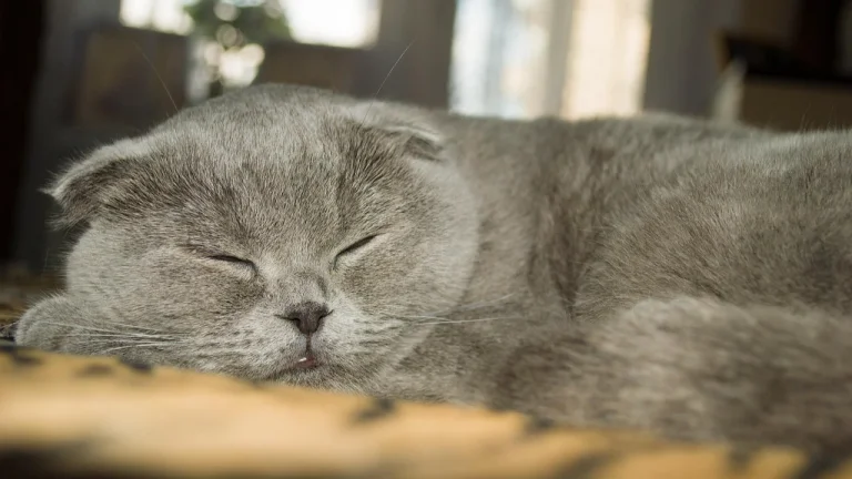 Scottish Fold cat sleeping