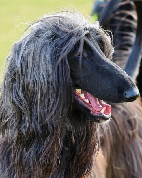 afghan hound panting outdoors