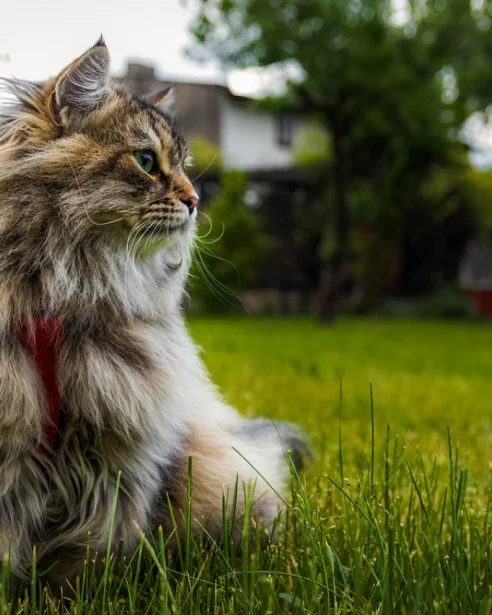 Siberian Cat wearing harness and sitting on grass