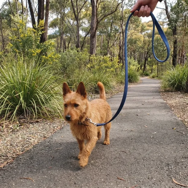 aussie terrier walking on a lead