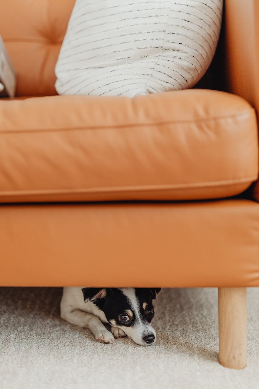 foxie dog hiding under table on carpet looking sad