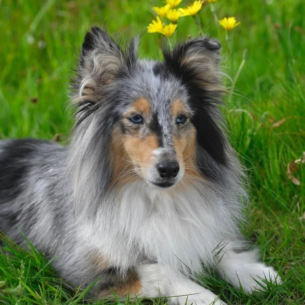 shetland sheepdog lying in grass