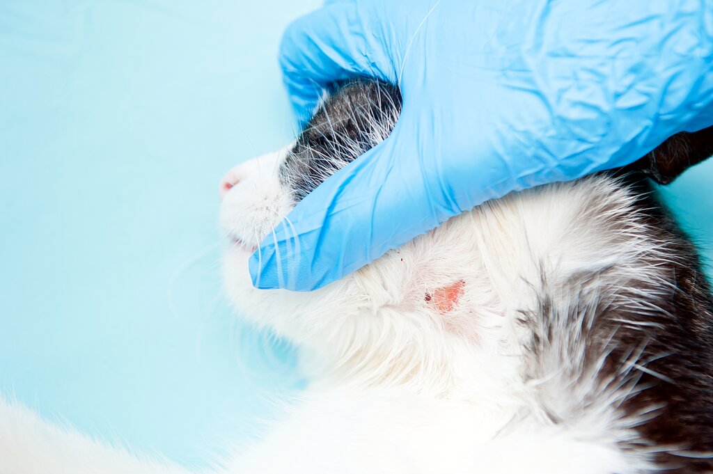 close up of a ring worm lesion on a cats neck