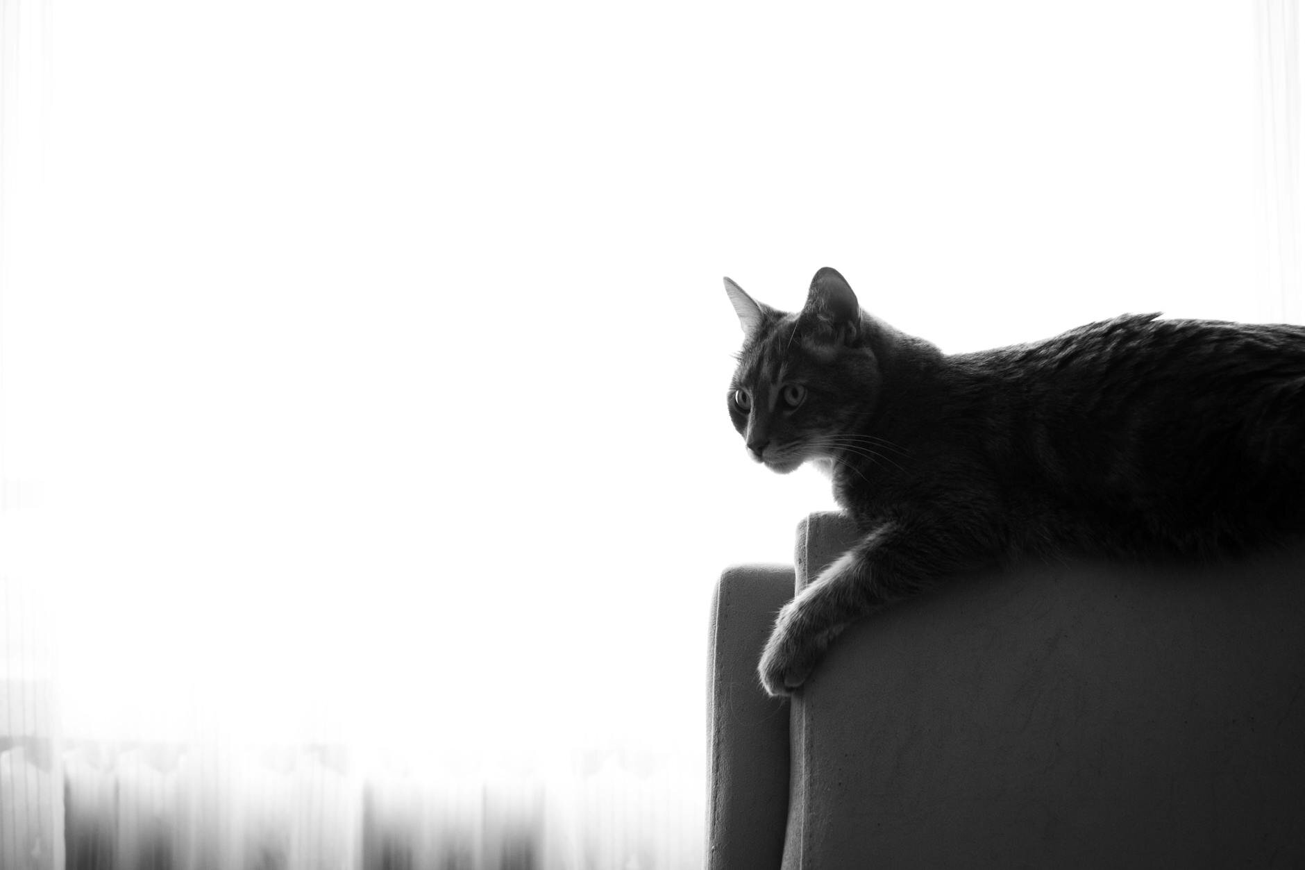 black and white image of cat on arm of sofa