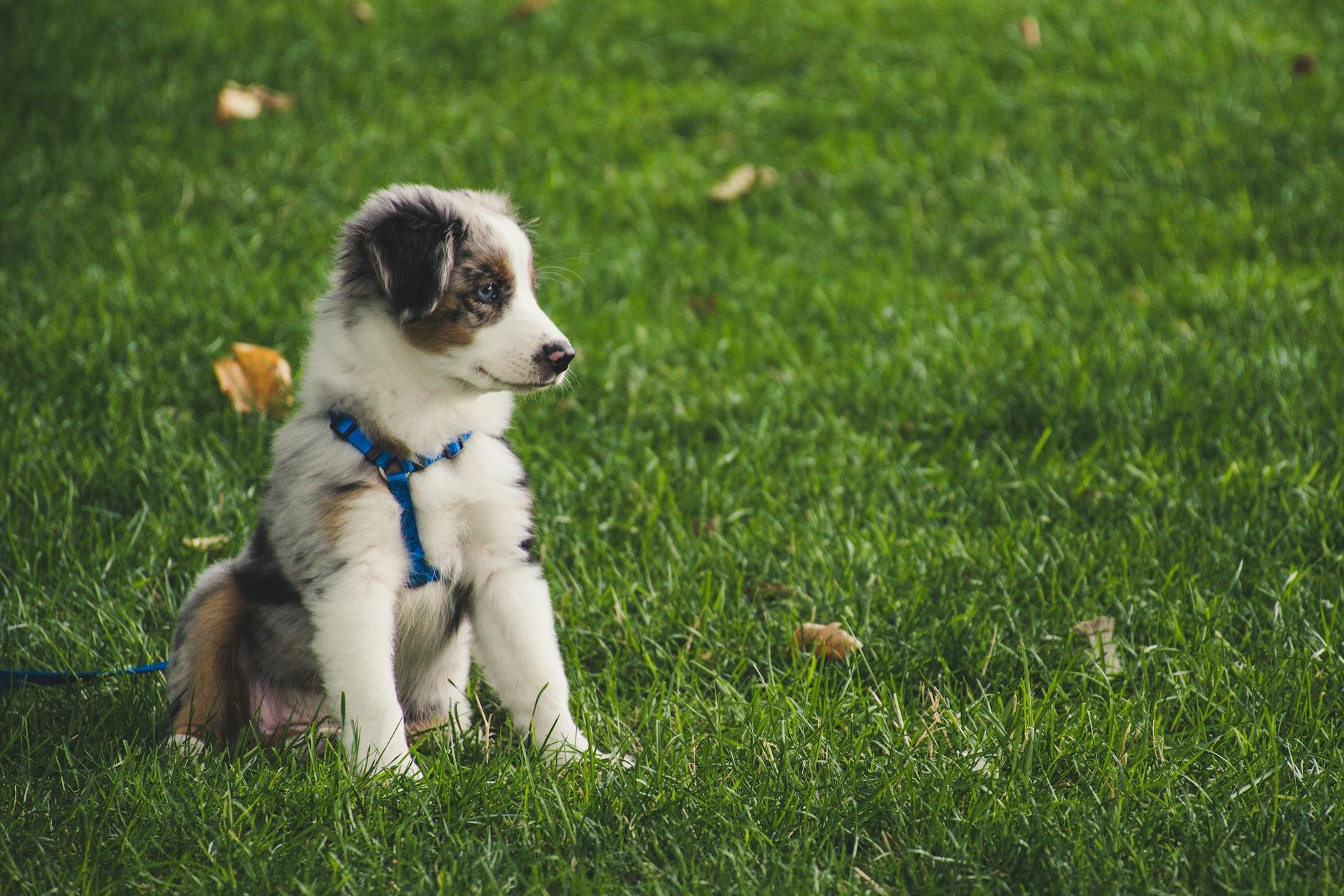puppy wearing blue harness, sitting on grass