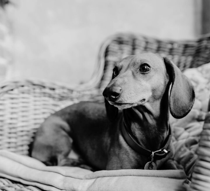 dachshund sitting on wicker chair