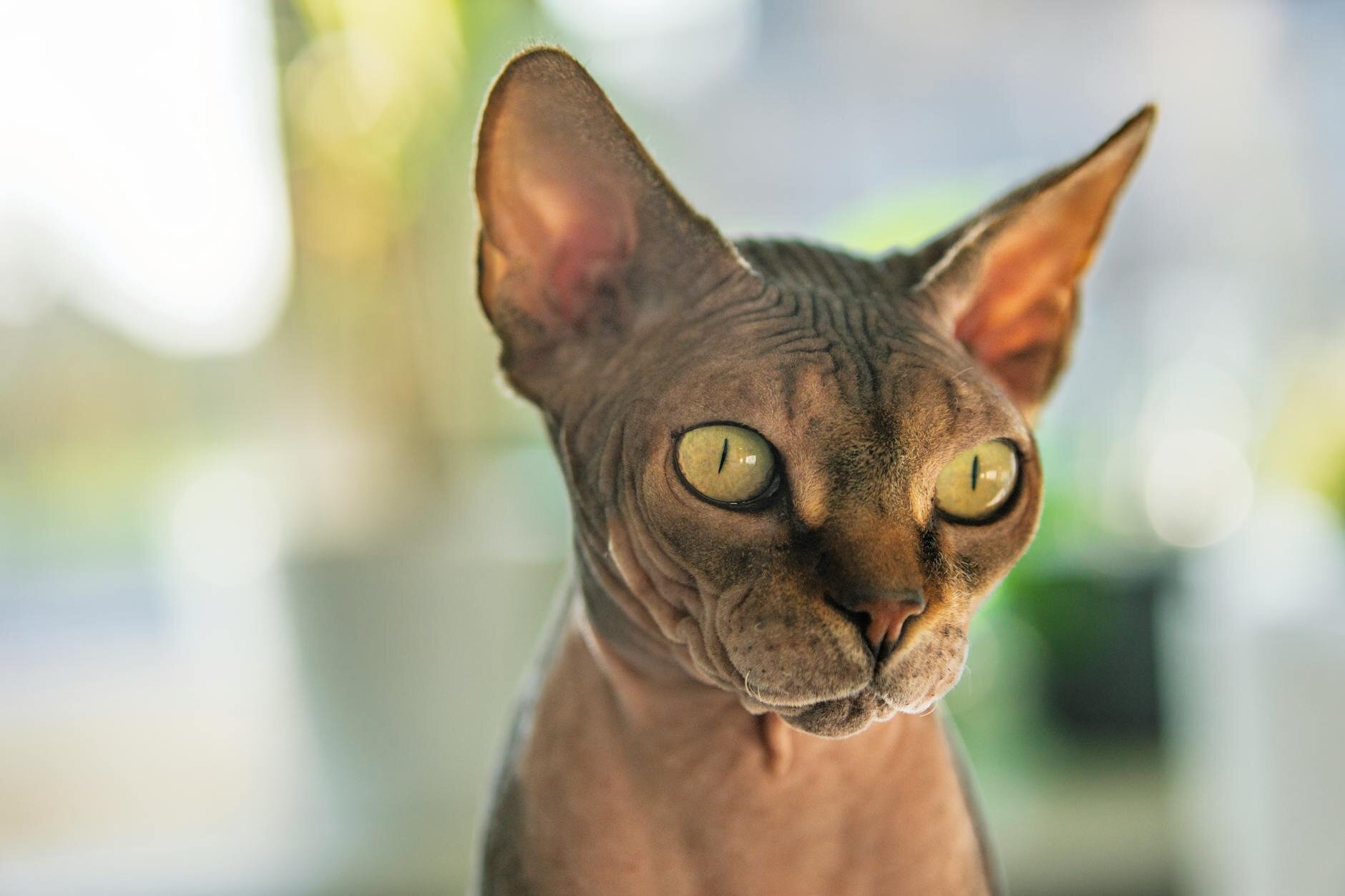 sphynx cat close up