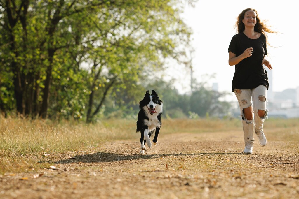 border collie running next to owner 