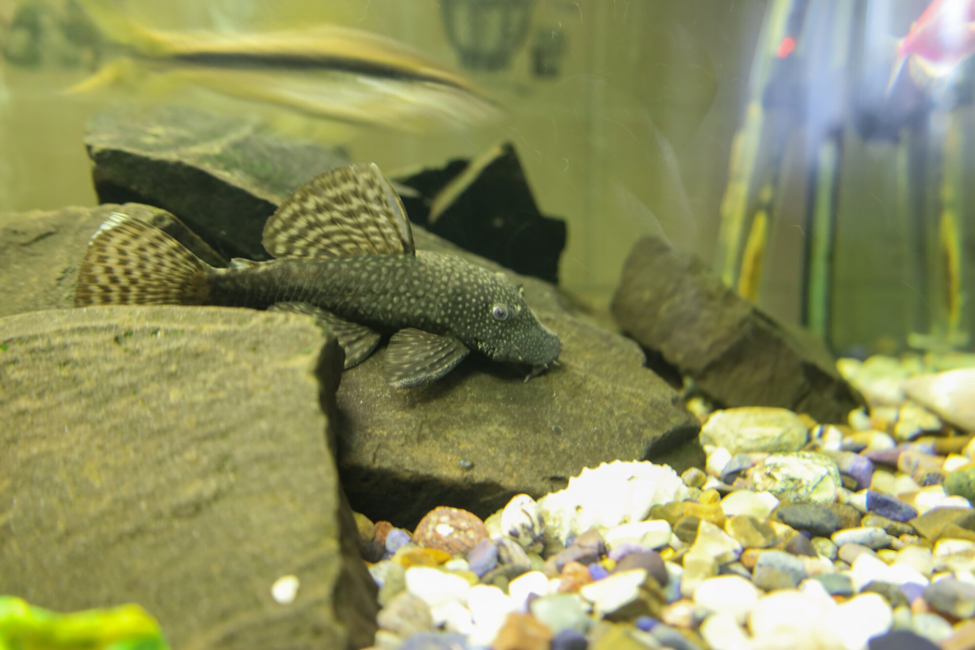 plecostomus fish