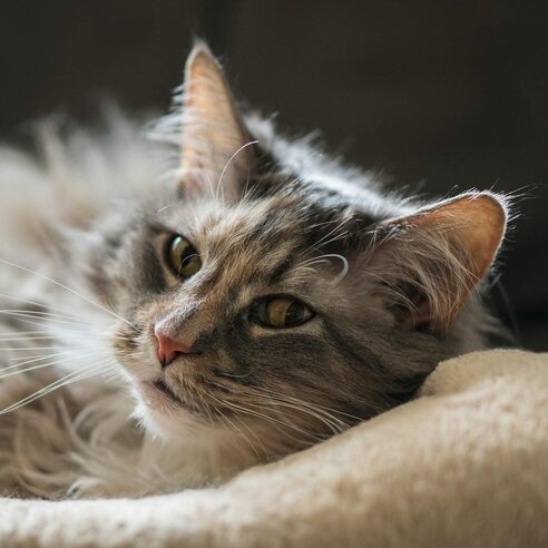 maine coon lying on bed