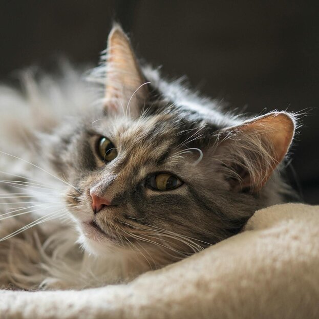 maine coon lying on bed