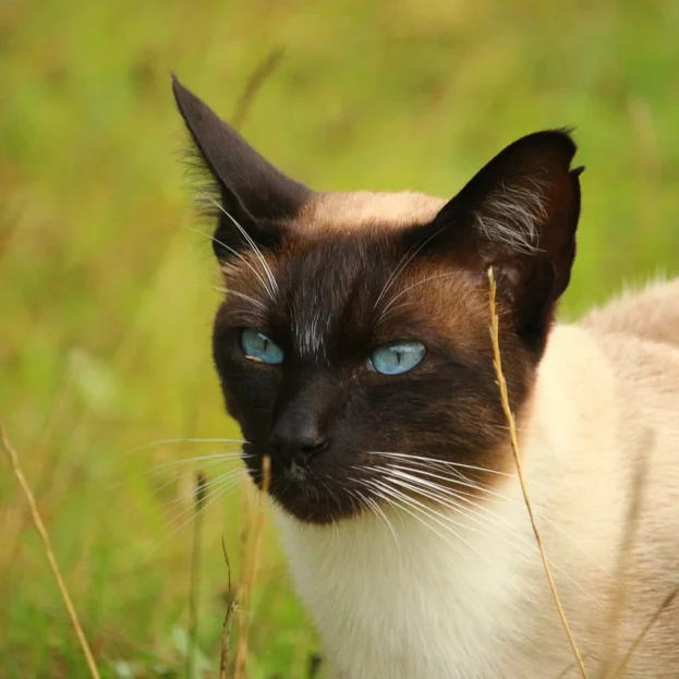 siamese cat in long grass outdoors