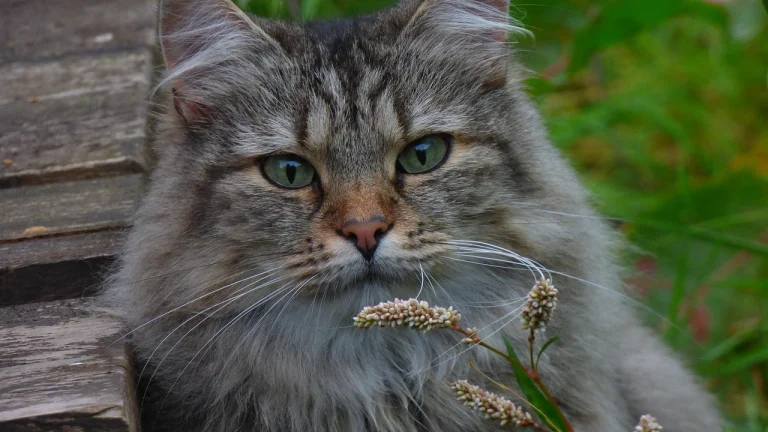 tabby norwegian forest cat outdoors