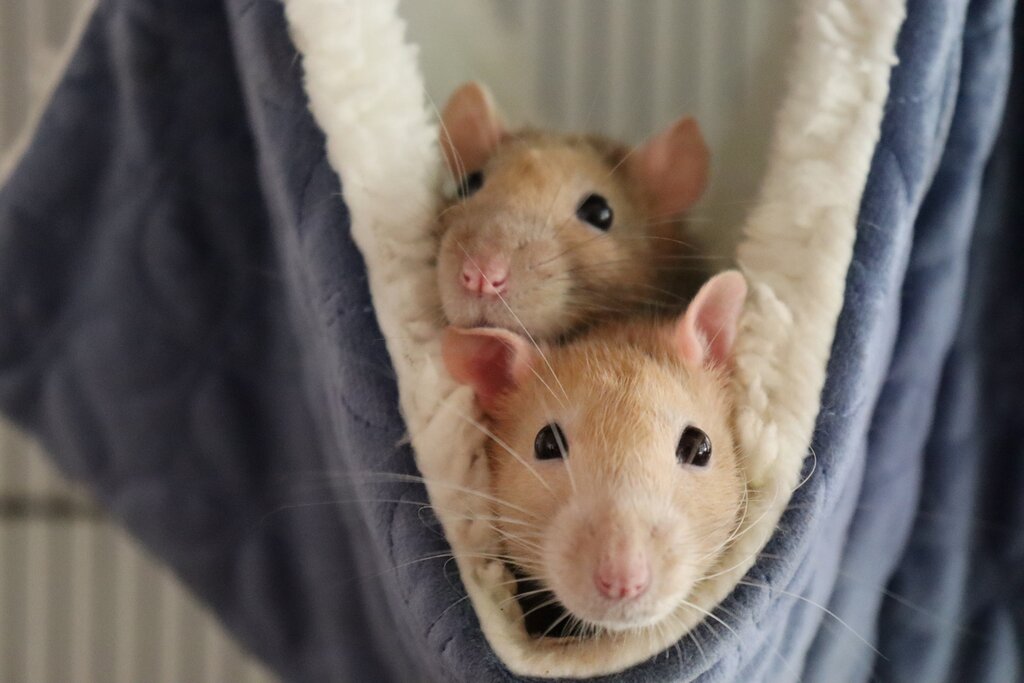 two rats in a hammock