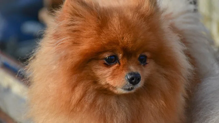close up of pomeranian with tear staining