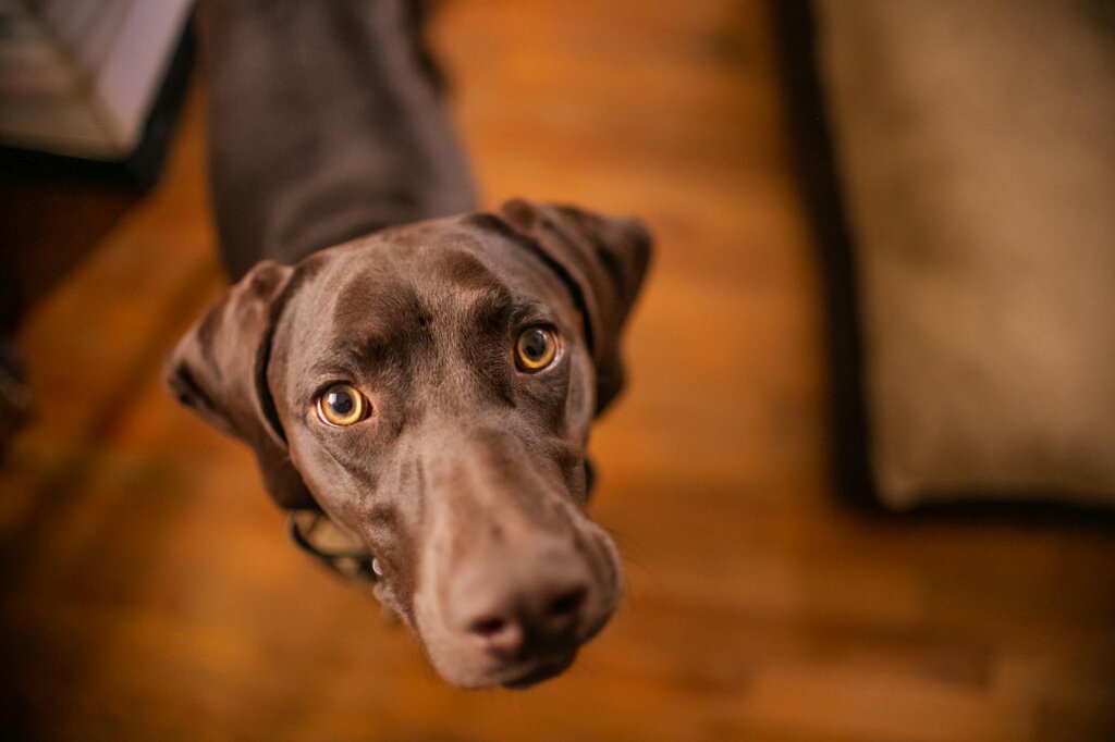 close up of adolescent chocolate labrador