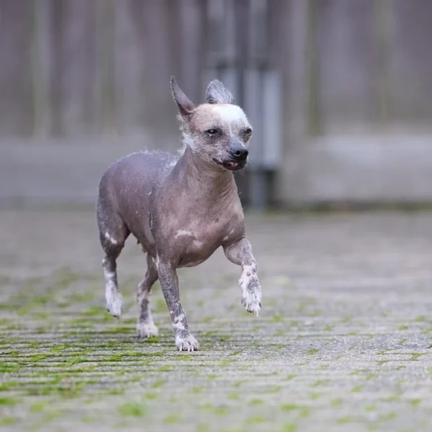 Xoloitzcuintli running along path