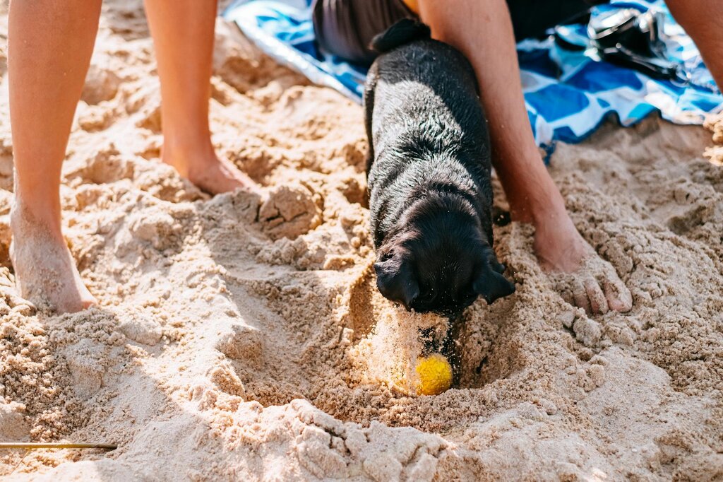 black dog digging in the sand on the beach