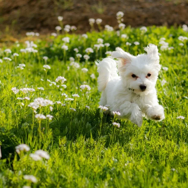maltese dog running through grass