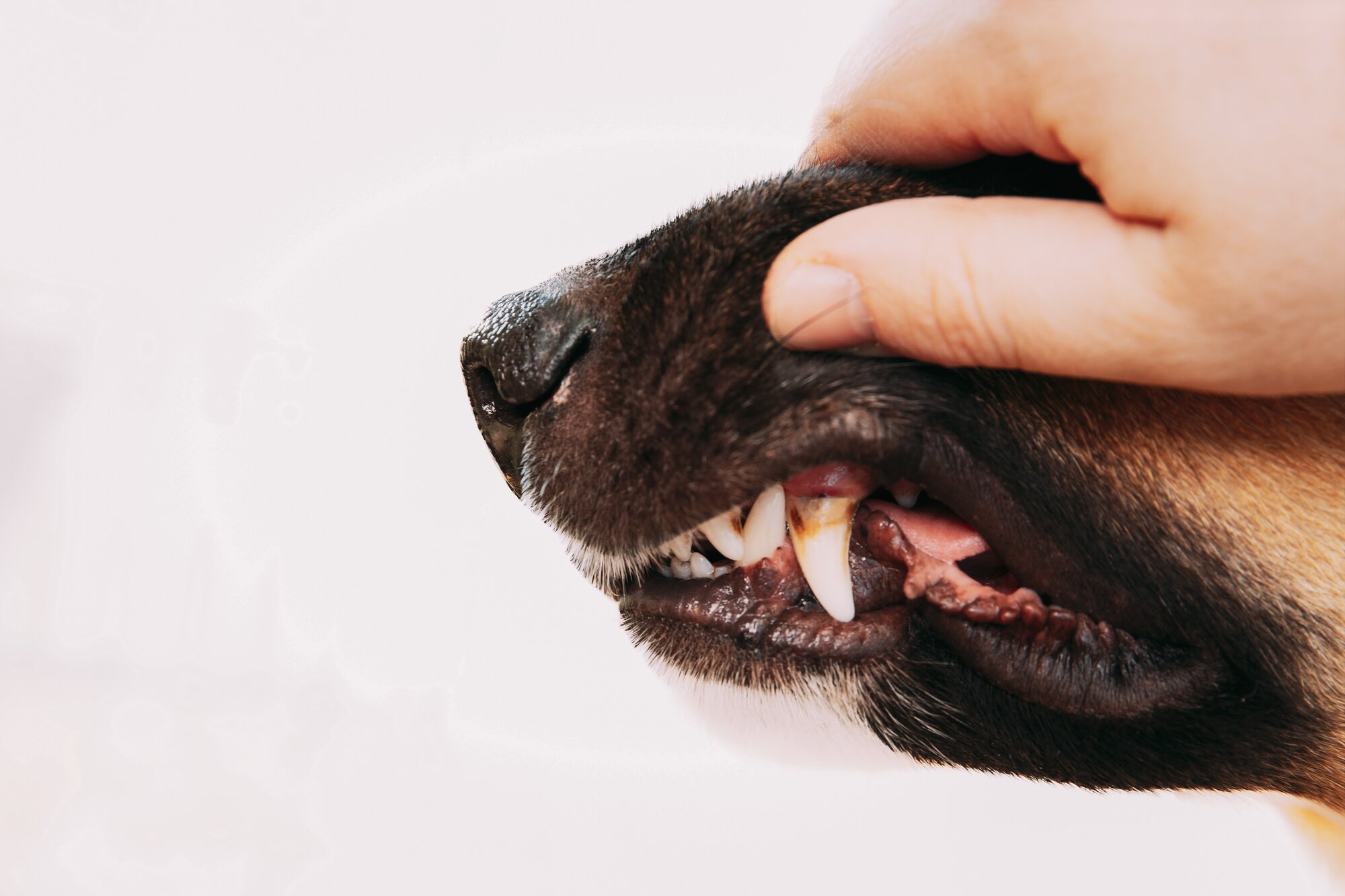 A side on image of a dogs mouth displaying teeth with tartar 