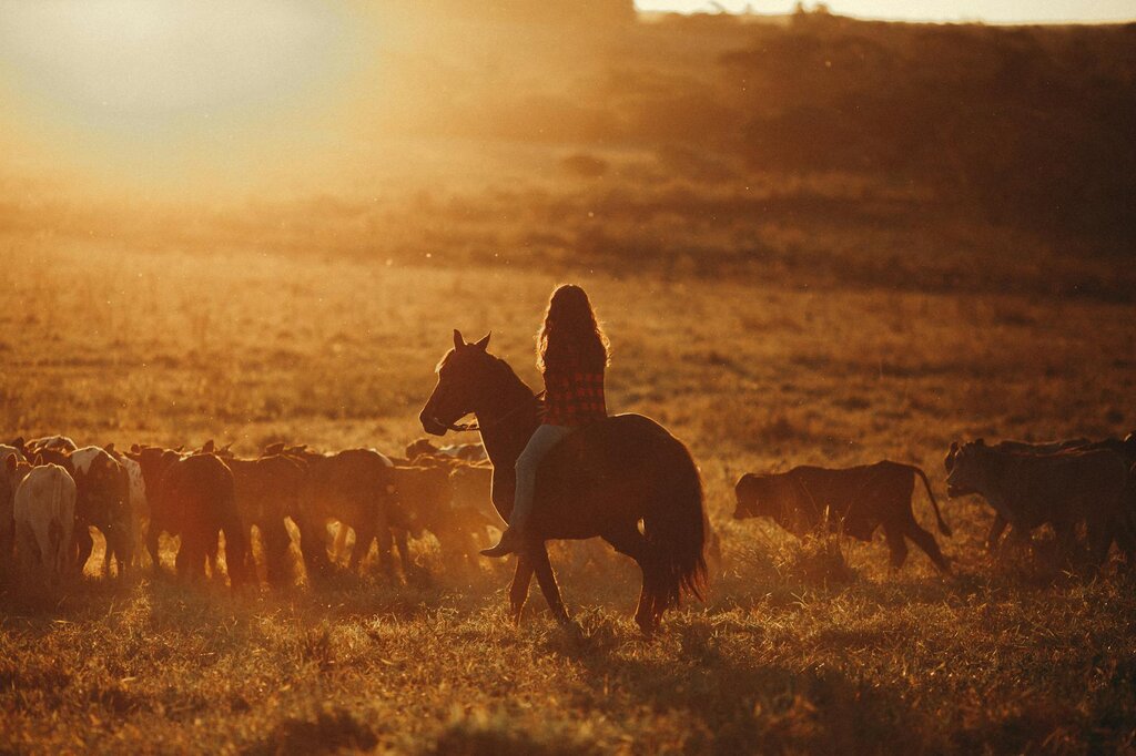 horse and rider mustering cattle