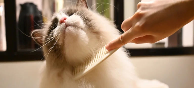 ragdoll cat being groomed
