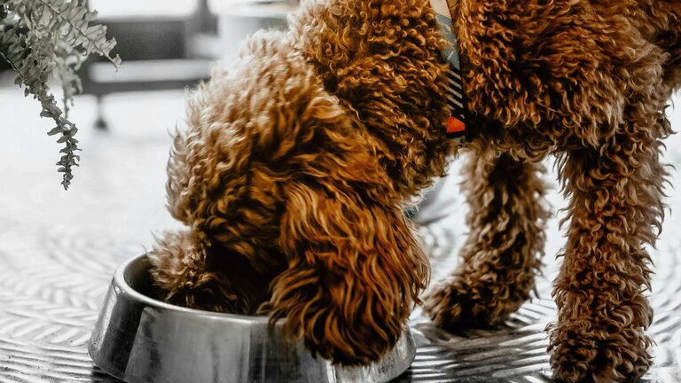 labradoodle eating from stainless steel bowl