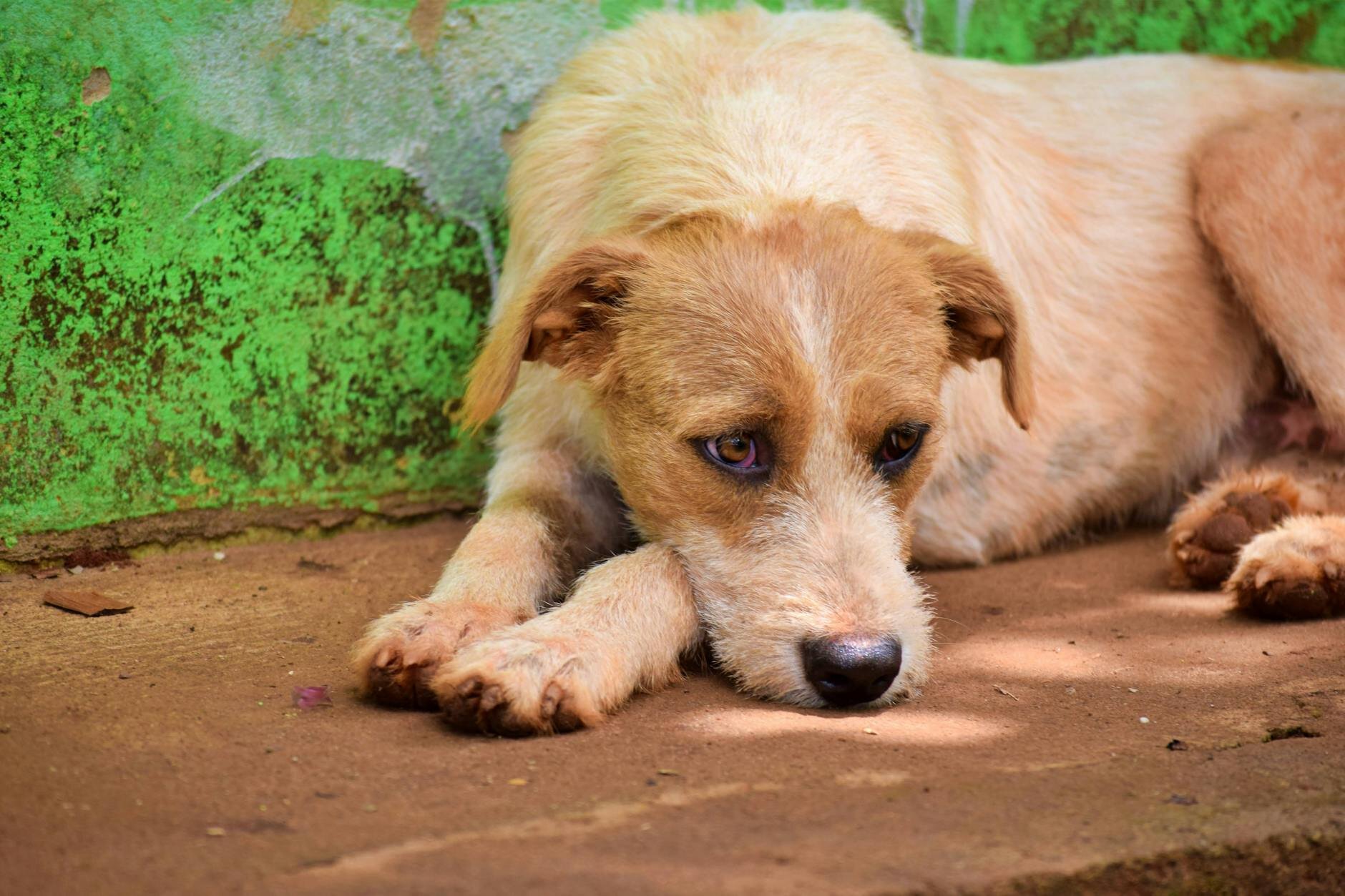 Terrier dog lying down looking sad