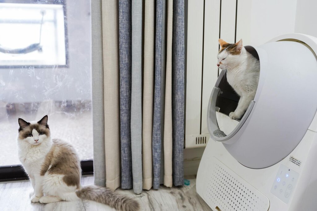 cat standing in automatic litter box with eyes closed, with another cat looking on