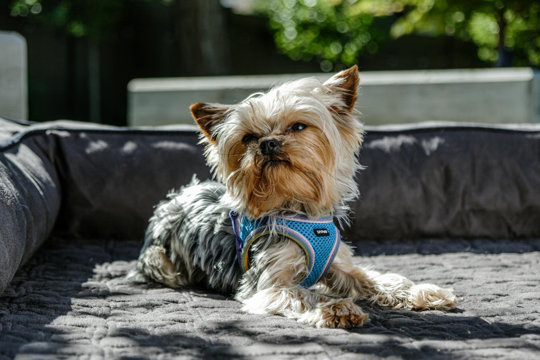 dog in harness on a bed