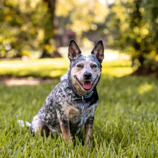 cattle dog sitting on grass