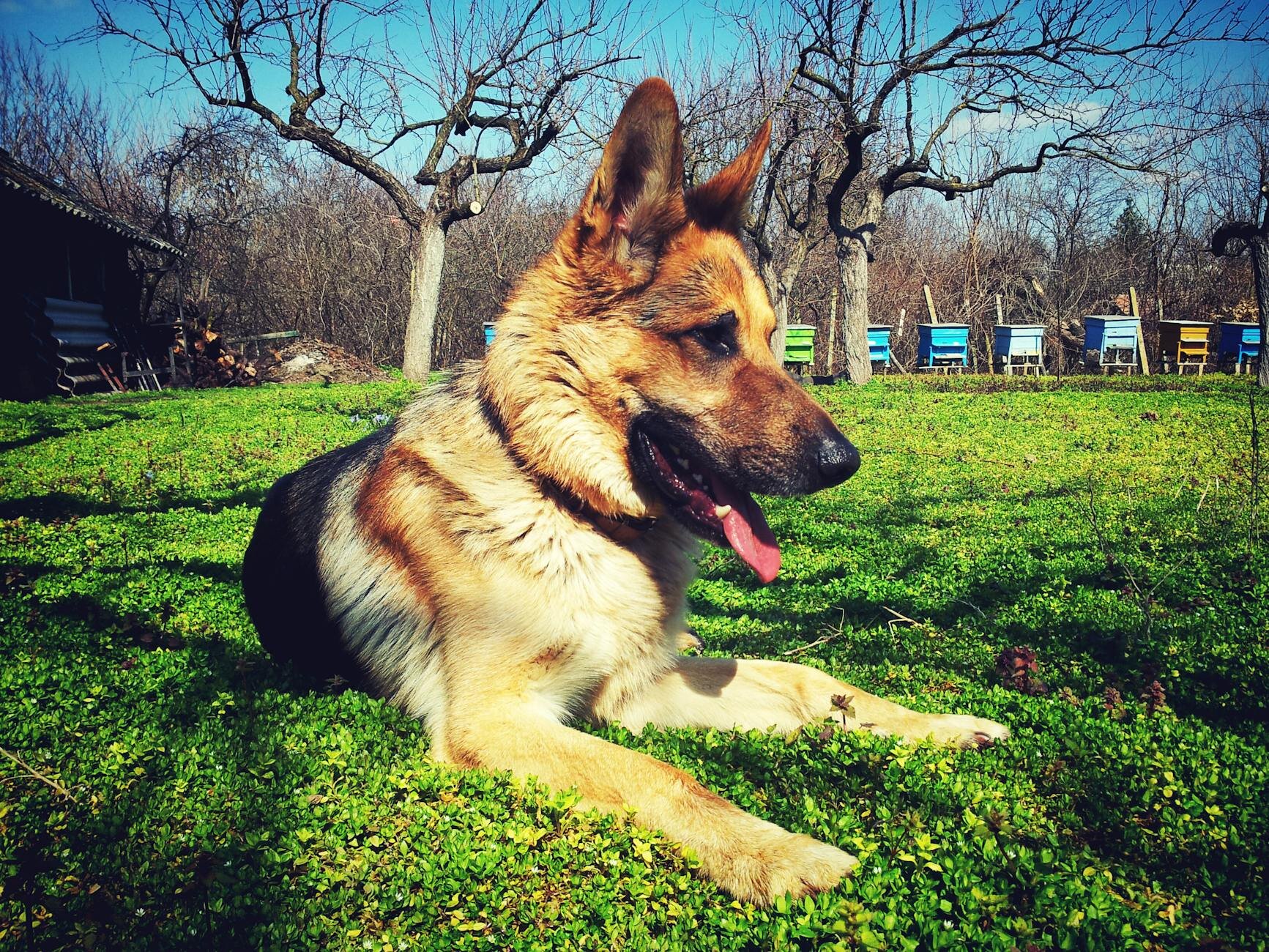 german shepherd lying in grass