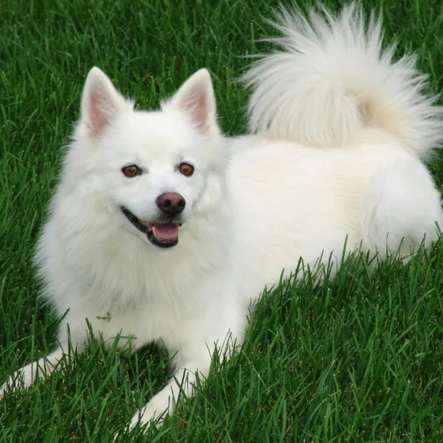 japanese spitz lying in grass