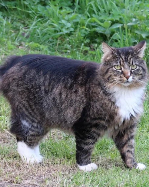 tabby norwegian forest cat outdoors