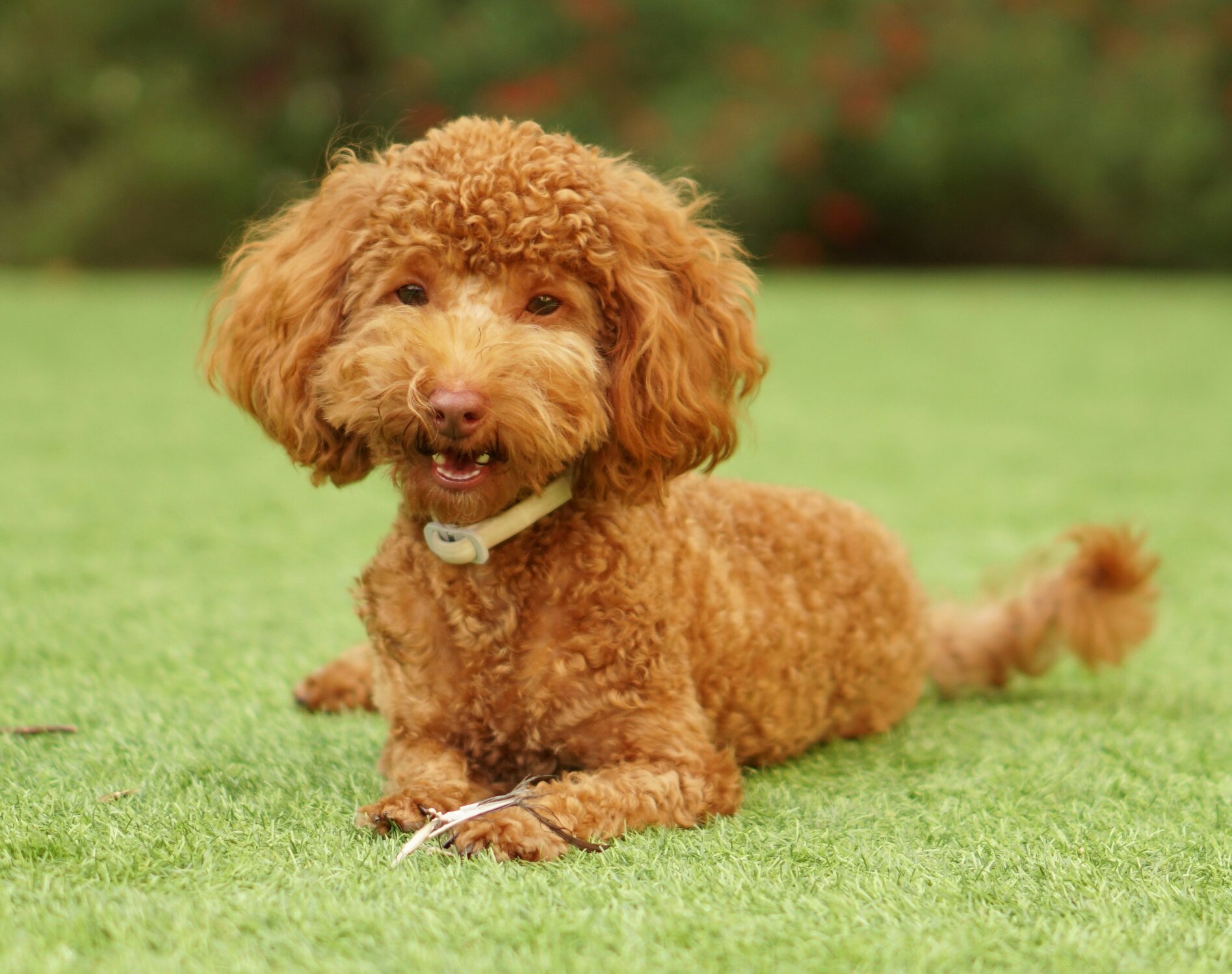 apricot poodle lying on grass