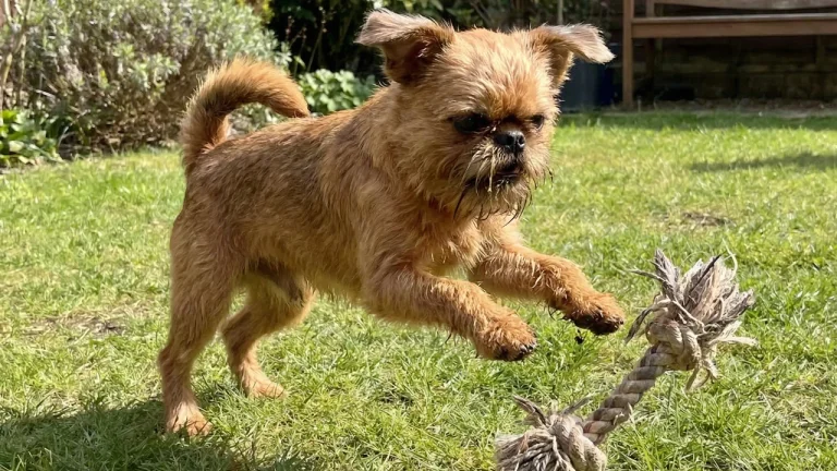brussels griffon playing with rope toy