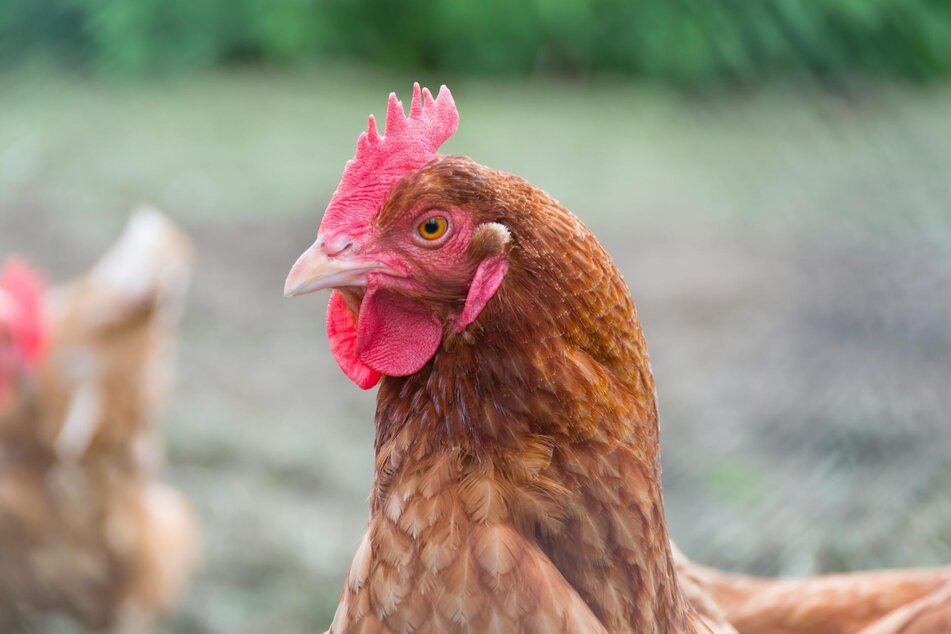 isa brown hen
