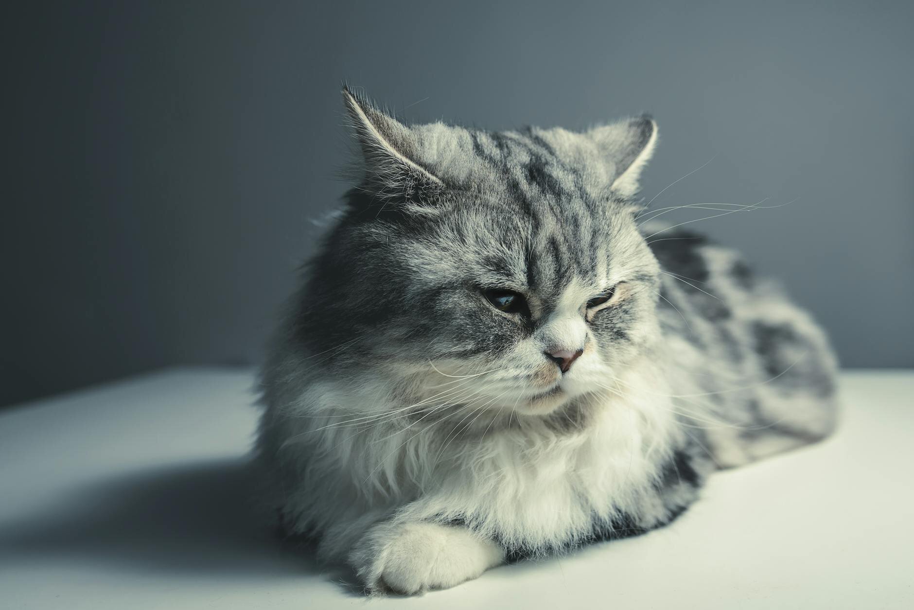 older grey tabby cat