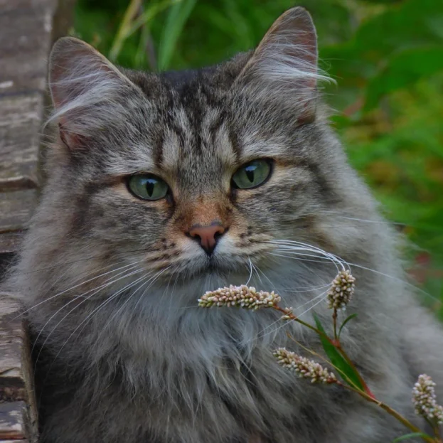 tabby norwegian forest cat outdoors